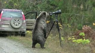 YouTube: video muestra al "oso fotógrafo" en plena labor