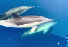 Delfines “escoltan” a barco patrulla en mar abierto en insólito video viral