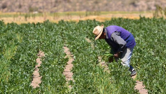 El Midagri advierte que las propuestas normativas traerían consigo conflictos de uso debido a la aprobación directa del uso indebido de estas tierras. (Foto: GEC)