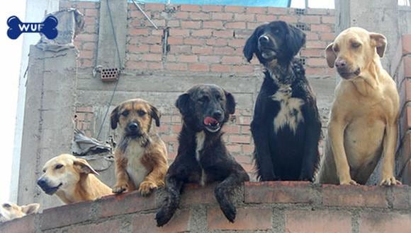 Aquí un grupo de perros del albergue Amor y Rescate no pueden más de la emoción al ver llegar la miniWUF llena de comida.