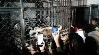 Arrestan a mujer acusada de matar perros y vender su carne en México