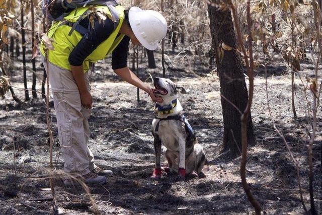 El perro que arriesga su vida buscando a koalas sobrevivientes entre los incendios de Australia. (Facebook | ifaw)