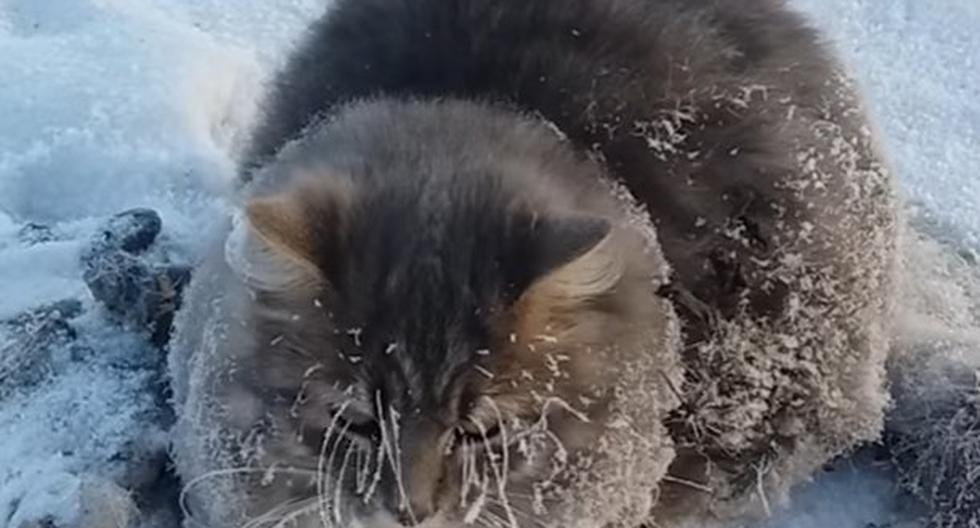 Gatito fue rescatado del hielo. (Foto: Captura)