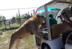 Facebook: león saludó a unos turistas de una manera que podría asustar a muchas personas | VIDEO