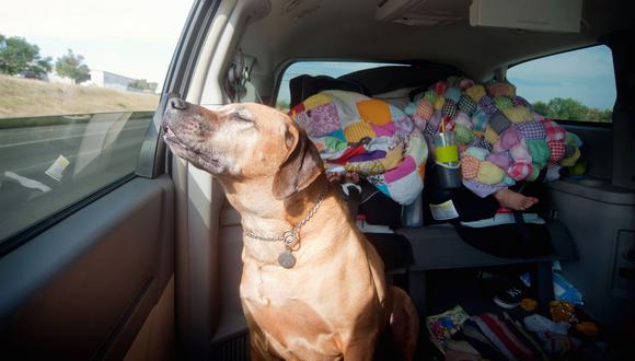 Seis consejos para viajar con tu mascota en un auto