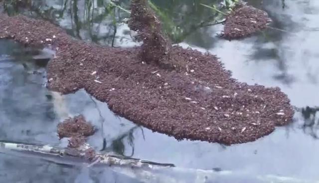 Hormigas forman islas flotantes para hacer frente al huracán Florence. (Twitter | @GadiNBC)