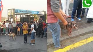 Dueño acabó con graves heridas por salvar a su perro de pitbull