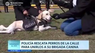 Policía salva a perros de la calle para unirlos a su brigada 