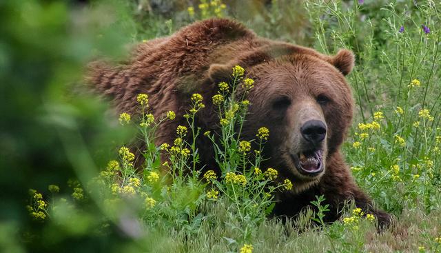 Un jubilado de 78 años se defendió del ataque de un oso golpeándolo en la nariz. (JoeBreuer | Pixabay)<br>