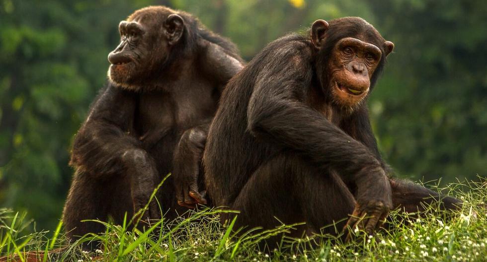 En el siniestro murieron diferentes especies de orangutanes, titíes y chimpancés. (Foto: Referencial - Pixabay)