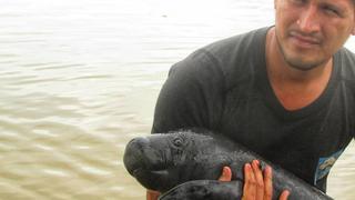 Rescatan a un lobo de río y a un manatí que iban a ser vendidos [FOTOS]