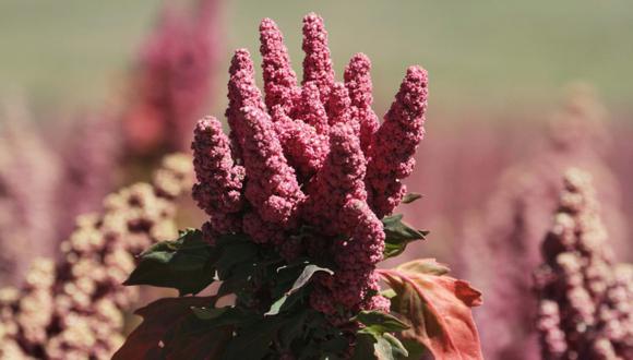 La quinua podría convertirse en el grano del futuro