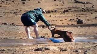 Turista arriesga su vida para salvar a impala atrapado en el lodo durante safari