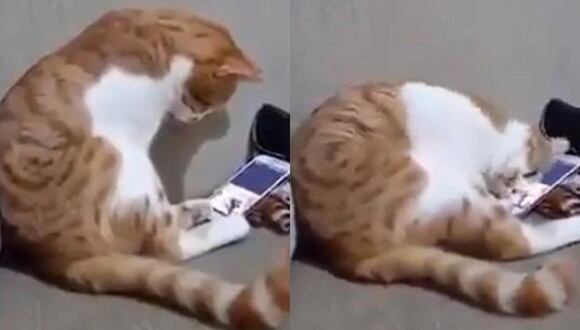 Así fue como reaccionó este pobre gatito luego de que le presentaran una fotografía de su dueña fallecida. (Foto: Captura)