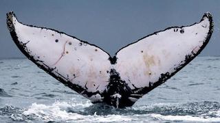 Científicos y turistas registran 13 especies de cetáceos en la costa norte de Perú | FOTOS