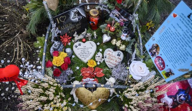 Para una tumba individual hay que desembolsar al menos 180 euros por dos años renovables; para una cremación, de 105 a 370 euros, según el peso del animal. (AFP)
