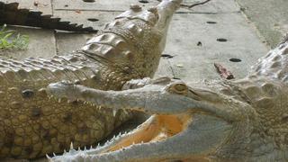 El cocodrilo del Orinoco recupera su hábitat silvestre en Colombia