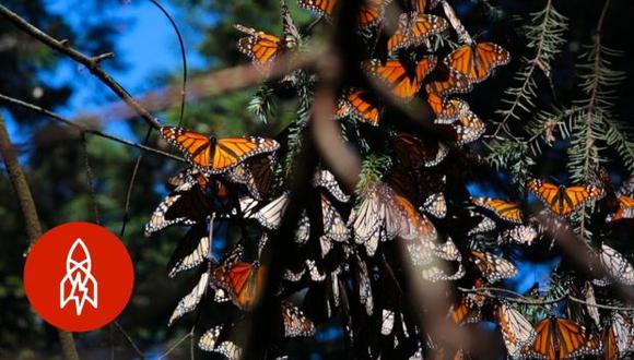 La mariposa monarca es conocida por sus colores naranja y negro y por ser única en su fenómeno migratorio. (Foto: YouTube)