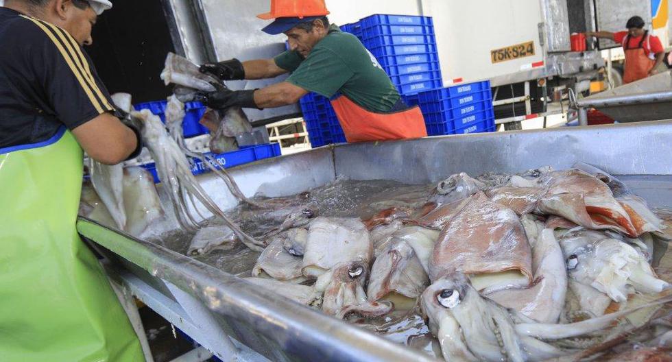 La actividad pesquera registró un aumento de 188.5% debido a las mayores capturas de anchoveta para consumo industrial durante la segunda temporada de pesca. (Foto: Referencial Andina)