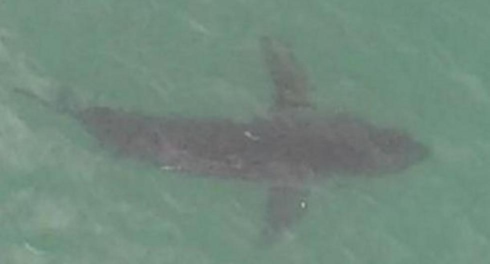 En los últimos días se han detectado 10 tiburones en California. (Foto: viveusa.mx)