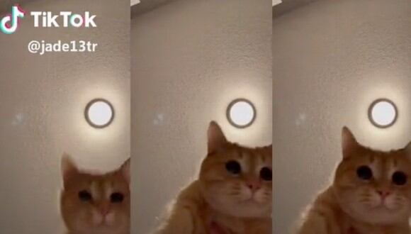 Conoce a Ed, el gato que se ha hecho viral en Facebook por lo divertido que es. (Foto: Tik Tok)