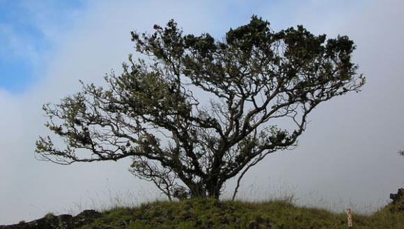 Hongo está matando a una importante especie de árbol en Hawái