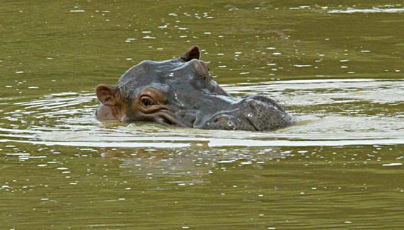 Uno de los once hipopótamos que hay en el establecimiento nada en una de las 12 lagunas de la hacienda Nápoles, en el municipio de Puerto Triunfo, departamento de Antioquia, Colombia, el 18 de agosto de 2004. (Foto de Rodrigo ARANGUA / AFP)