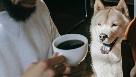 ¿Luego de pasar café deberías deshacerte de los granos molidos? Úsalos para ayudar a tu perro como antipulgas. (Foto: Zen Chung / Pexels)