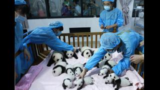 ¿Niñero de pandas? salario alcanza los US$32.500 anuales