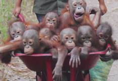 YouTube: Emocionante y conmovedor paseo de orangutanes huérfanos