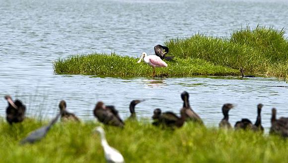 "¿Qué le debemos al medio ambiente?", por Augusto Townsend