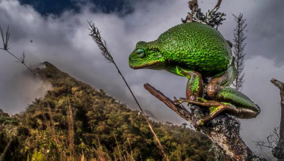 Una rana del género Gastrotheca sp. encontrada en la Cordillera de Colán. Foto: Axel Marchelie.
