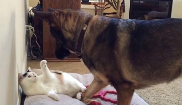 Se viralizó en YouTube la curiosa escena protagonizada por un perro y un gato que 'discuten' para quedarse con una cama. (Foto: Captura)
