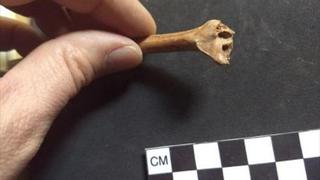 Hallan la primera evidencia de la presencia humana en América hace 30.000 años