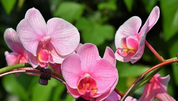 Primavera: Seis flores que llenarán tu casa de alegría durante esta estación  | CASA-Y-MAS | EL COMERCIO PERÚ