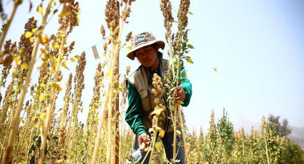 FAO advierte que, pese a los avances, 34 millones de personas sufren hambre en Am&eacute;rica Latina (Andina)