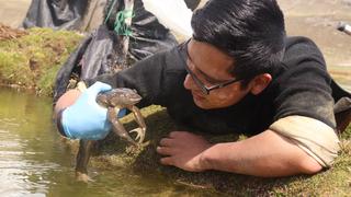 Luis Castillo: el herpetólogo que busca salvar a dos especies de ranas que habitan en la Reserva Nacional de Junín | ENTREVISTA