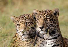 Escuela para jaguares: el santuario donde se les enseña habilidades para retornar a la vida silvestre