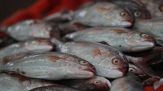 El 2013 fue un pésimo año para las exportaciones pesqueras