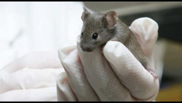 Científicos curan a ratones deprimidos con una terapia de luz