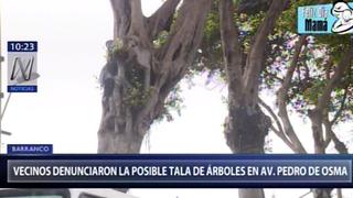 Denuncian posible tala de árboles en Av. Pedro de Osma