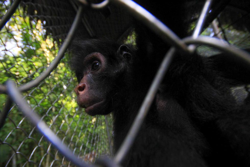 Fauna Silvestre (El Comercio/Óscar Paz Campuzano)