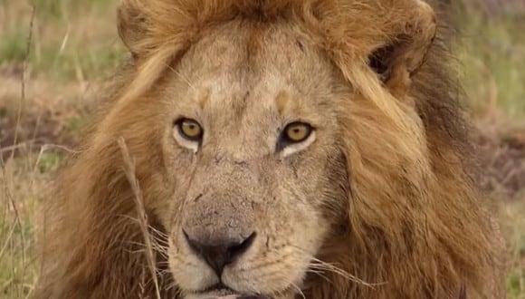 León le enseña a su pareja cómo enfrentarse a las hienas para quitarles la presa. (Foto: Captura YouTube)