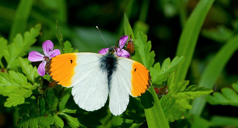 Un grupo de científicos se sumergió en los secretos de las alas de las mariposas para saber cómo logran obtener sus colores. (Foto: Getty Images)
