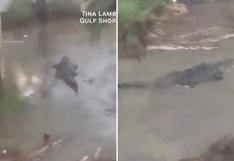 Un enorme caimán apareció en el patio de una vivienda tras el paso del huracán Sally | VIDEO 