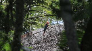 BID entrega US$19,5 millones al Gobierno para conservar bosques amazónicos