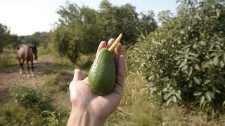 Exportación de palta peruana alcanzará un récord en 2014