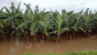 Río Tumbes se desborda y afecta más de 400 ha de cultivos
