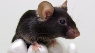 Nueva técnica de edición genética corrige ceguera en ratones