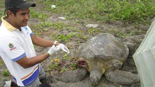 La historia de la familia que está salvando a las tortugas del Golfo de México